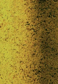 Poudre verveine citron