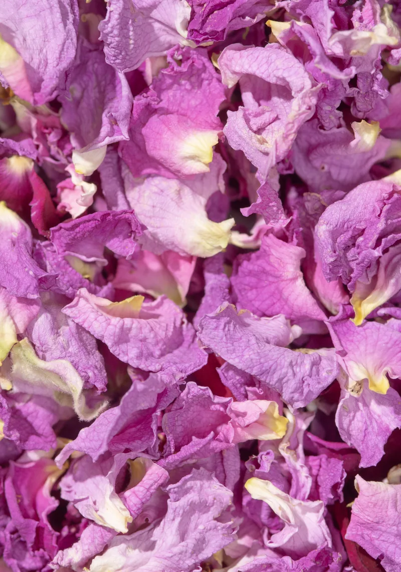 Rose de Damas